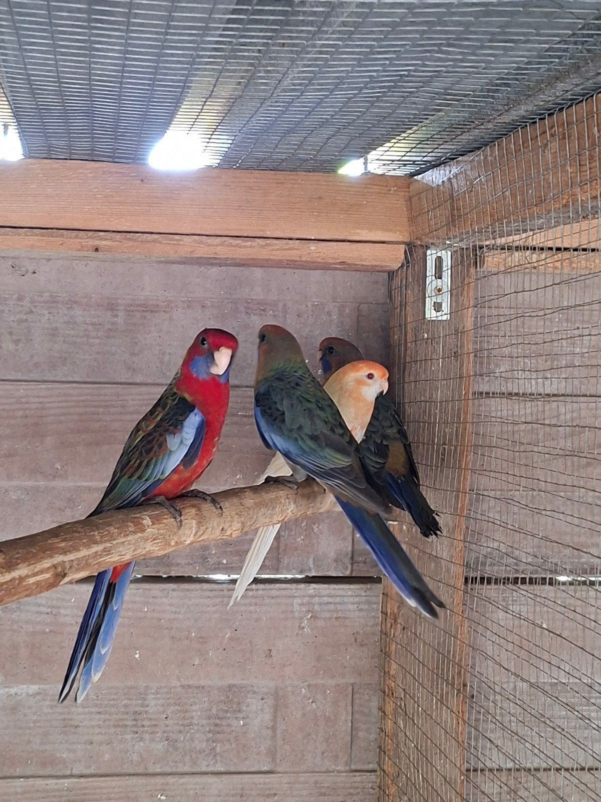 Rosella's en Pennanten, Dieren en Toebehoren, Geringd