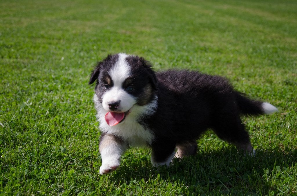 Australian Shepherd pups geboren op boerderij, België, Particulier, Reu, CDV (hondenziekte)