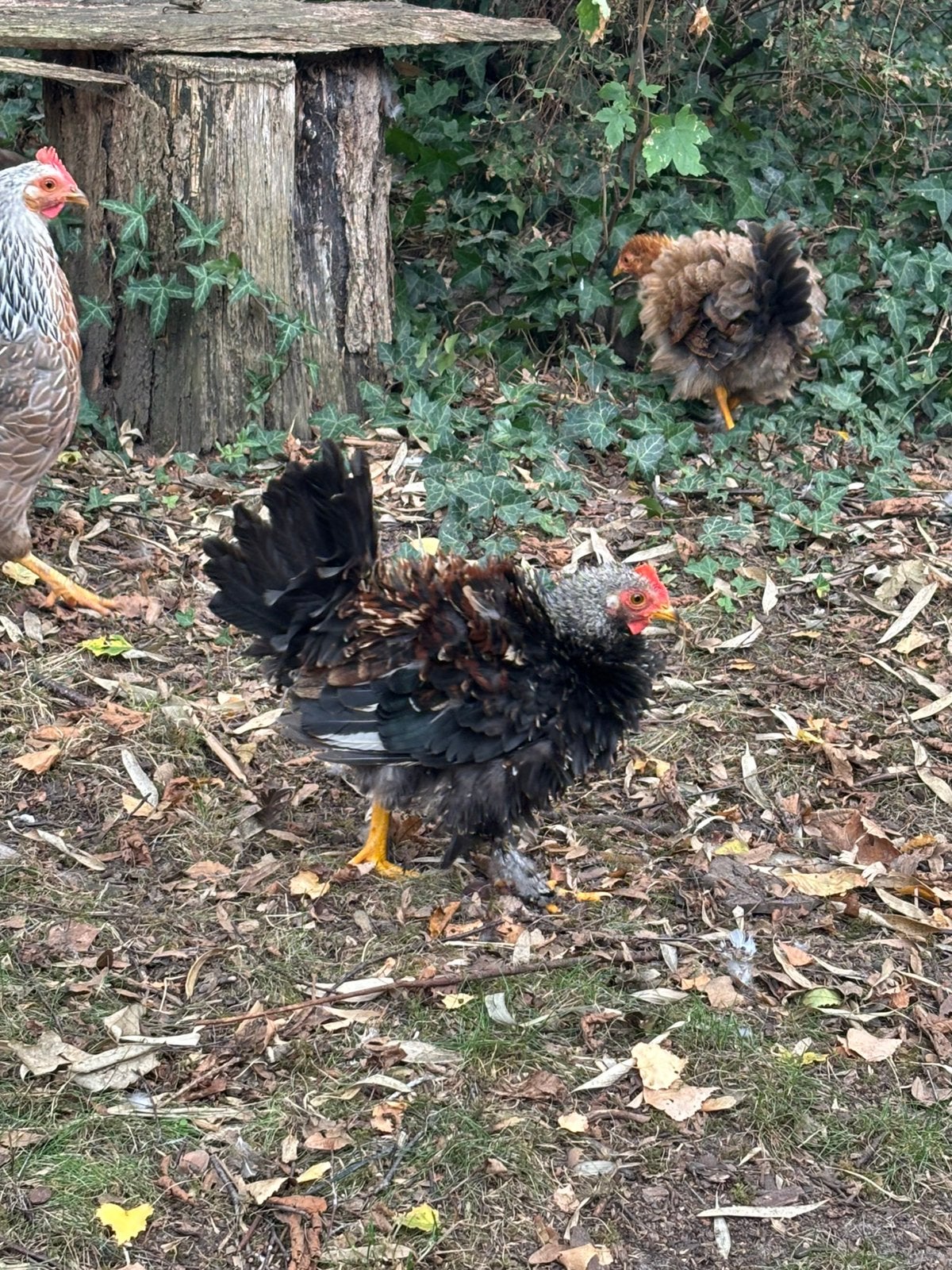 Krulveer haantje, Dieren en Toebehoren, Mannelijk, Kip