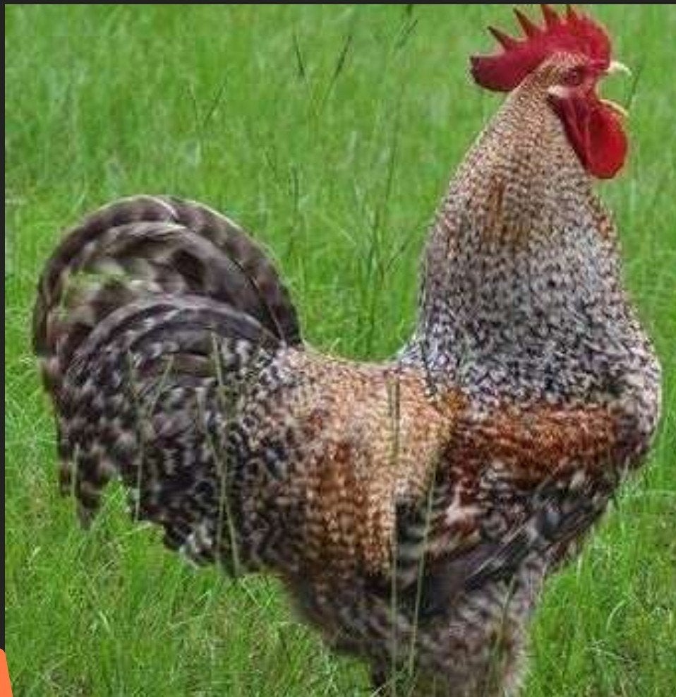 3 coqs Bielefelder gratuits, Animaux & Accessoires, Mâle, Poule ou poulet