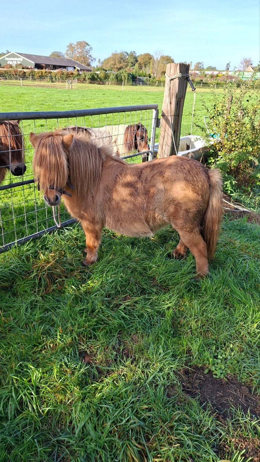 Tekoop super mooie shetlander crème dun merrie, Dieren en Toebehoren, Merrie, A pony (tot 1.17m), Gechipt, 7 tot 10 jaar