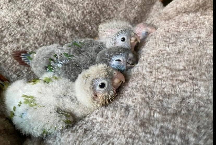 Handtamme baby pyrrhura, Geslacht onbekend, Parkiet, Geringd