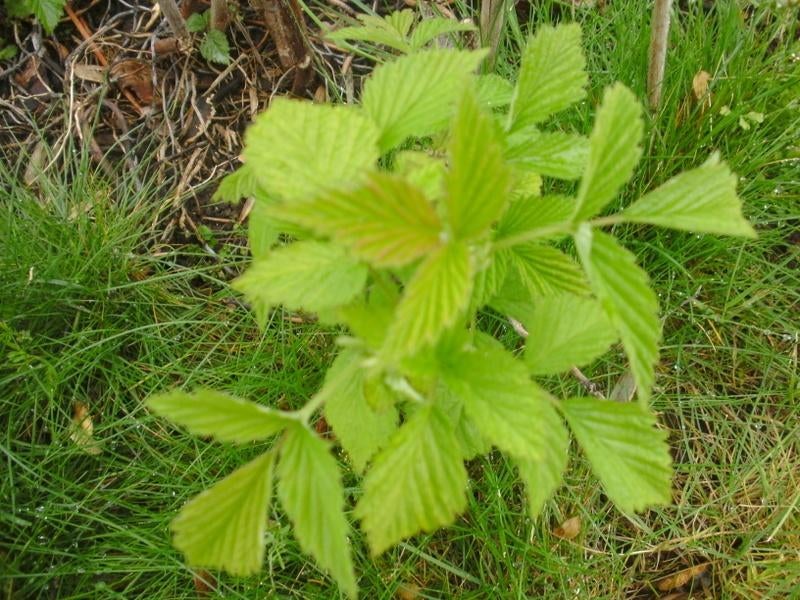 FRAMBOOS 5 X, Tuin en Terras, Planten | Fruitbomen, Ophalen