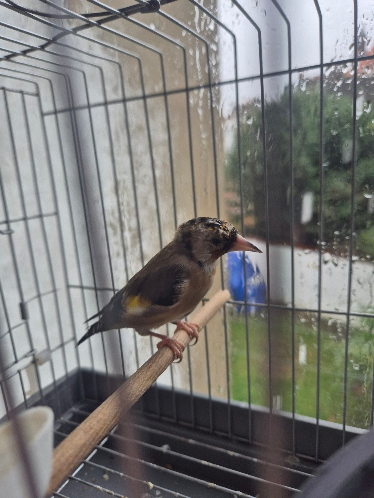 chardonneret parva, Animaux & Accessoires, Bagué