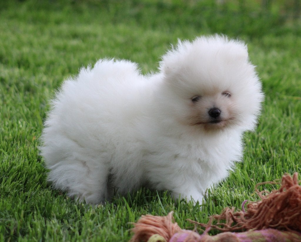 Pomeriaan pup, Dieren en Toebehoren, België, Keeshond, Reu, CDV (hondenziekte)