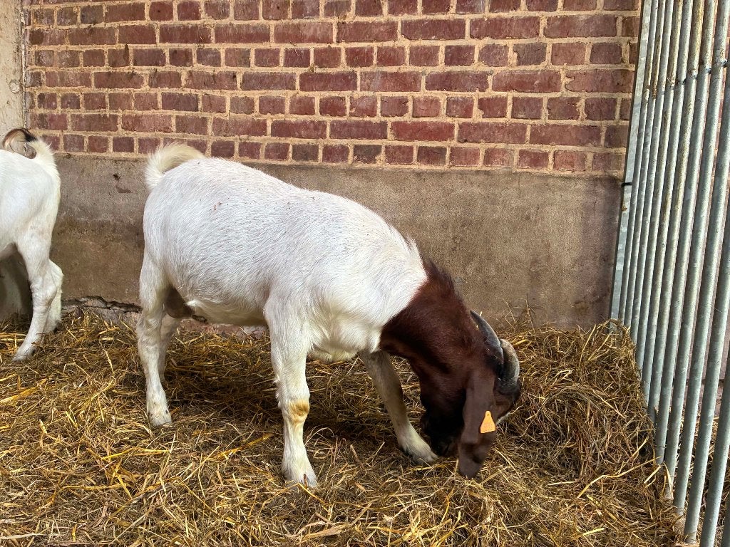 boergeit boerbok, Dieren en Toebehoren, Schapen, Geiten en Varkens, Mannelijk, Geit