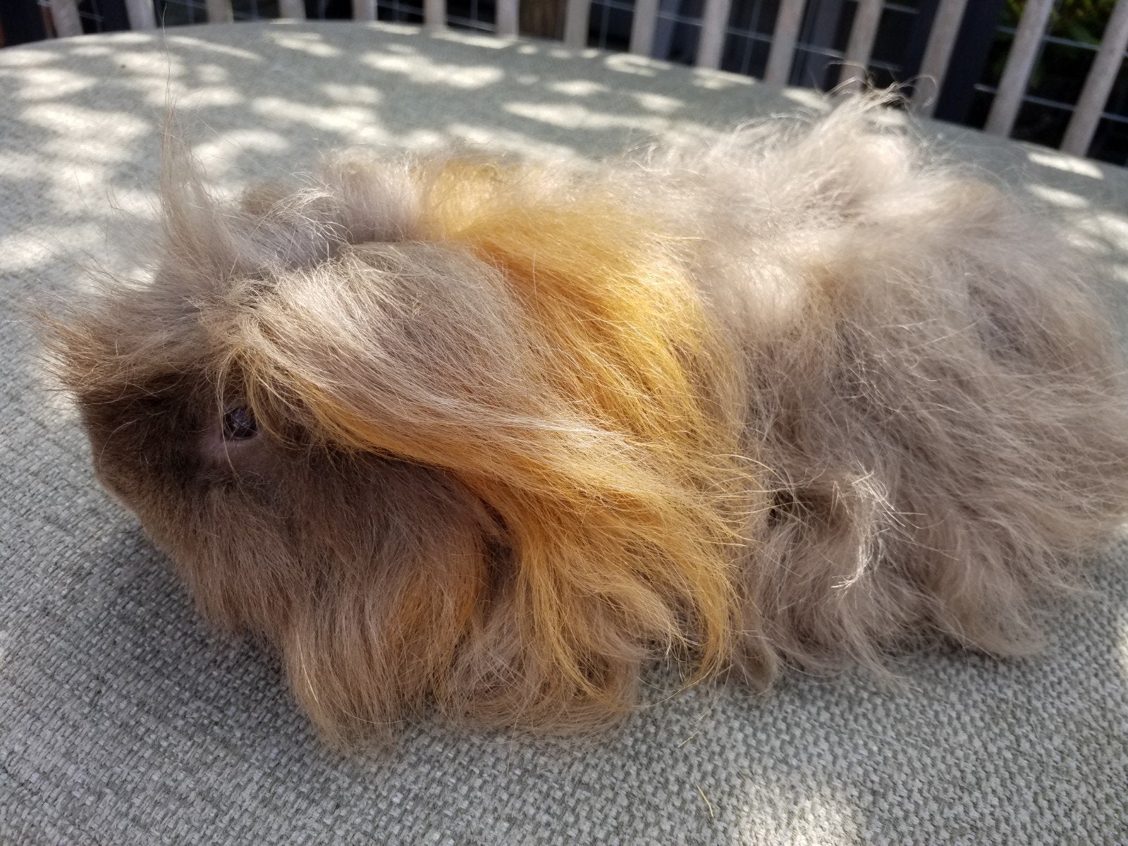 duo cavia beertjes, Dieren en Toebehoren, Knaagdieren, Augustus, Cavia, Tam