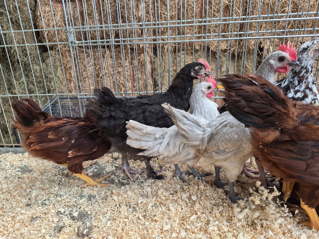 Haantjes, Dieren en Toebehoren, Pluimvee, Mannelijk, Kip
