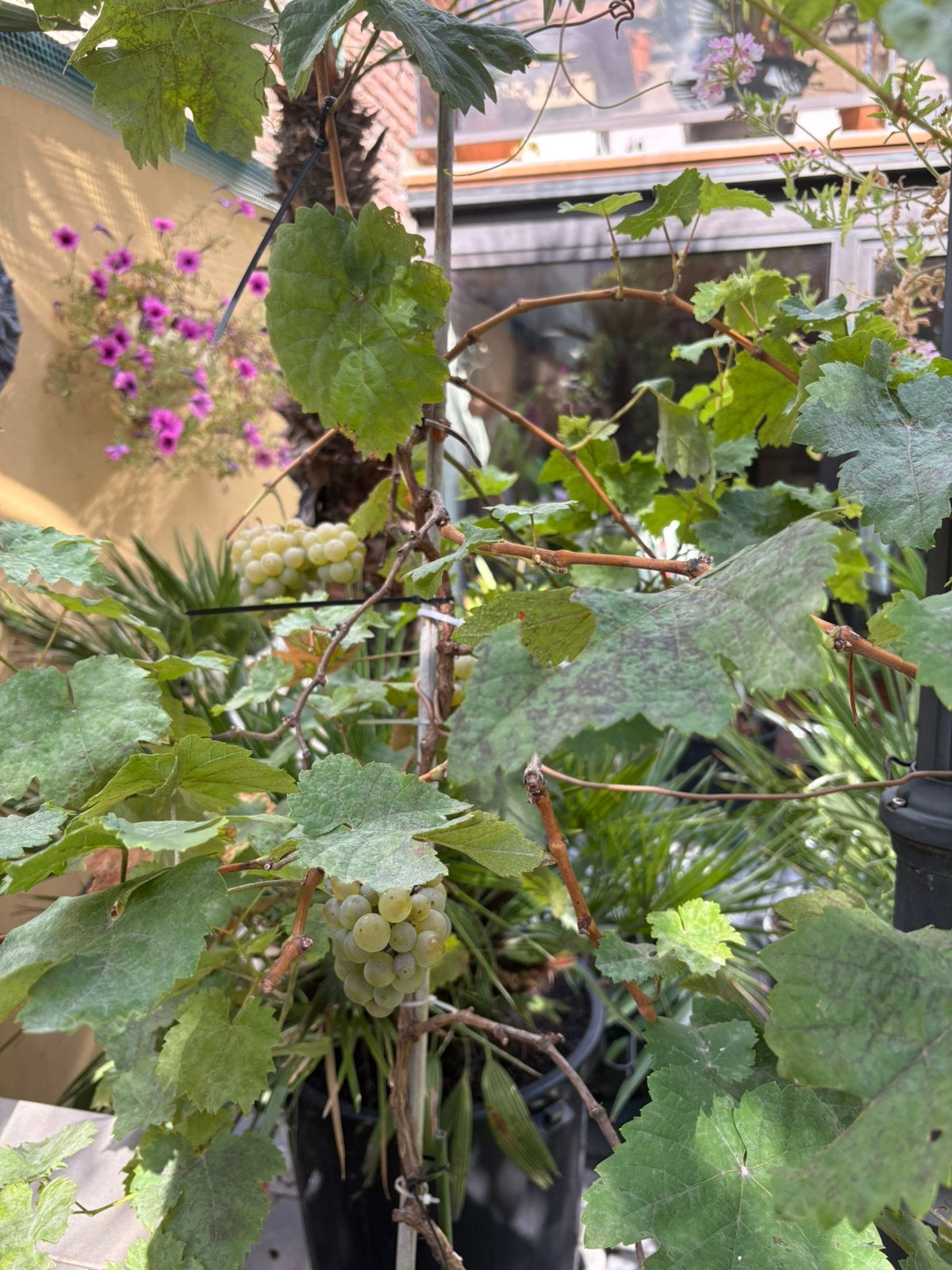 Vigne sur tige, Jardin & Terrasse, En pot, 100 à 250 cm, Plein soleil, Autres espèces