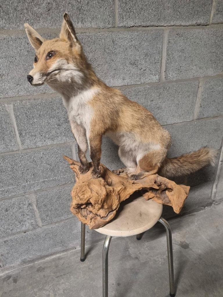 Opgezette vos, Verzamelen, Dierenverzamelingen, Ophalen