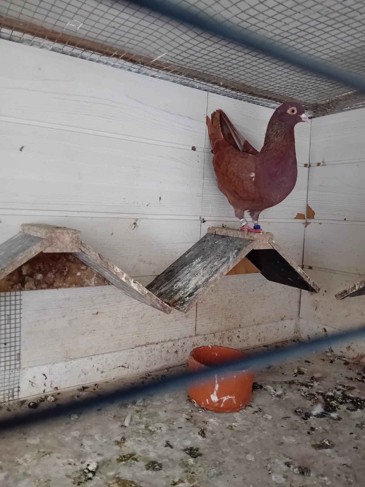 Nederlandse hoogvlieger duivin, Dieren en Toebehoren, Vrouwelijk, Tuimelaar of Roller