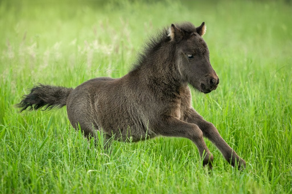 Super aanhankelijk hengstveulen, Dieren en Toebehoren, Pony's, Hengst, 0 tot 2 jaar, Met stamboom, Gechipt, Ontwormd