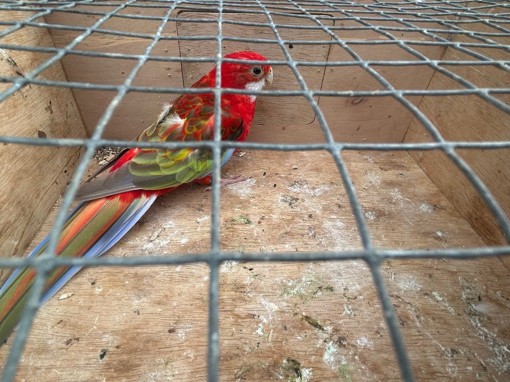 Opaline Cinamon Rosella pop, Dieren en Toebehoren, Vrouwelijk, Parkiet, Geringd