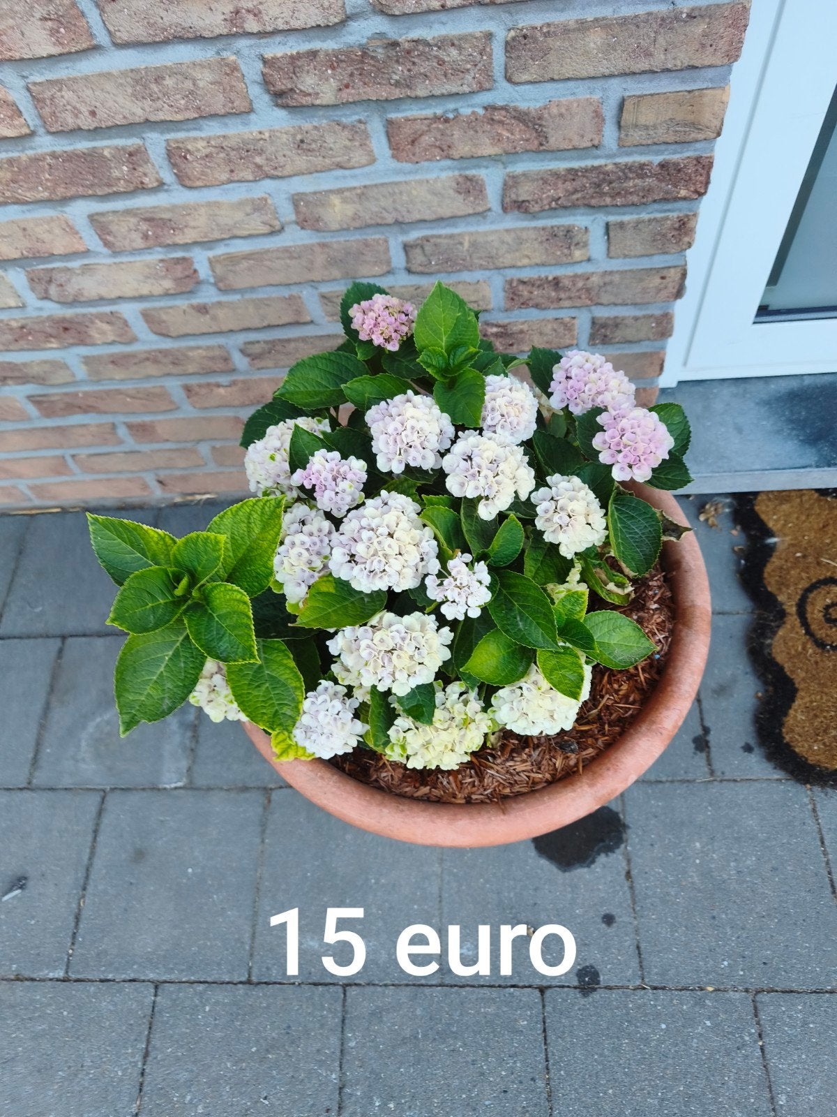 hortensia, Jardin & Terrasse, Enlèvement