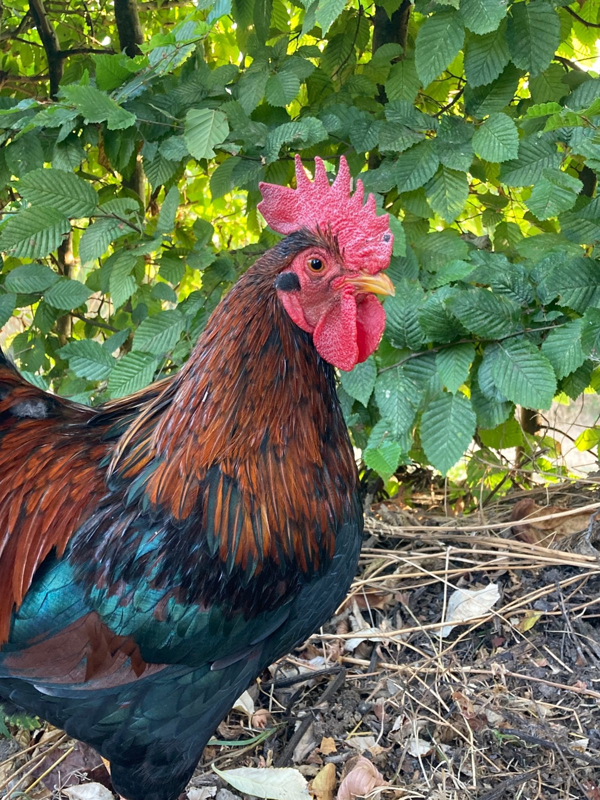 Barnevelder kriel - HAAN, Dieren en Toebehoren, Mannelijk, Kip