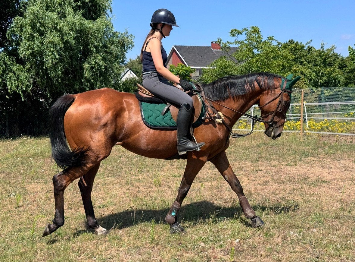 Merrie, Dieren en Toebehoren, Niet van toepassing, 3 tot 6 jaar, 160 tot 165 cm, Recreatiepaard