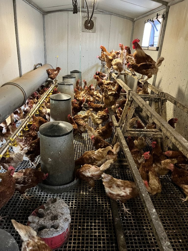 Legkippen te koop, Dieren en Toebehoren, Vrouwelijk, Kip