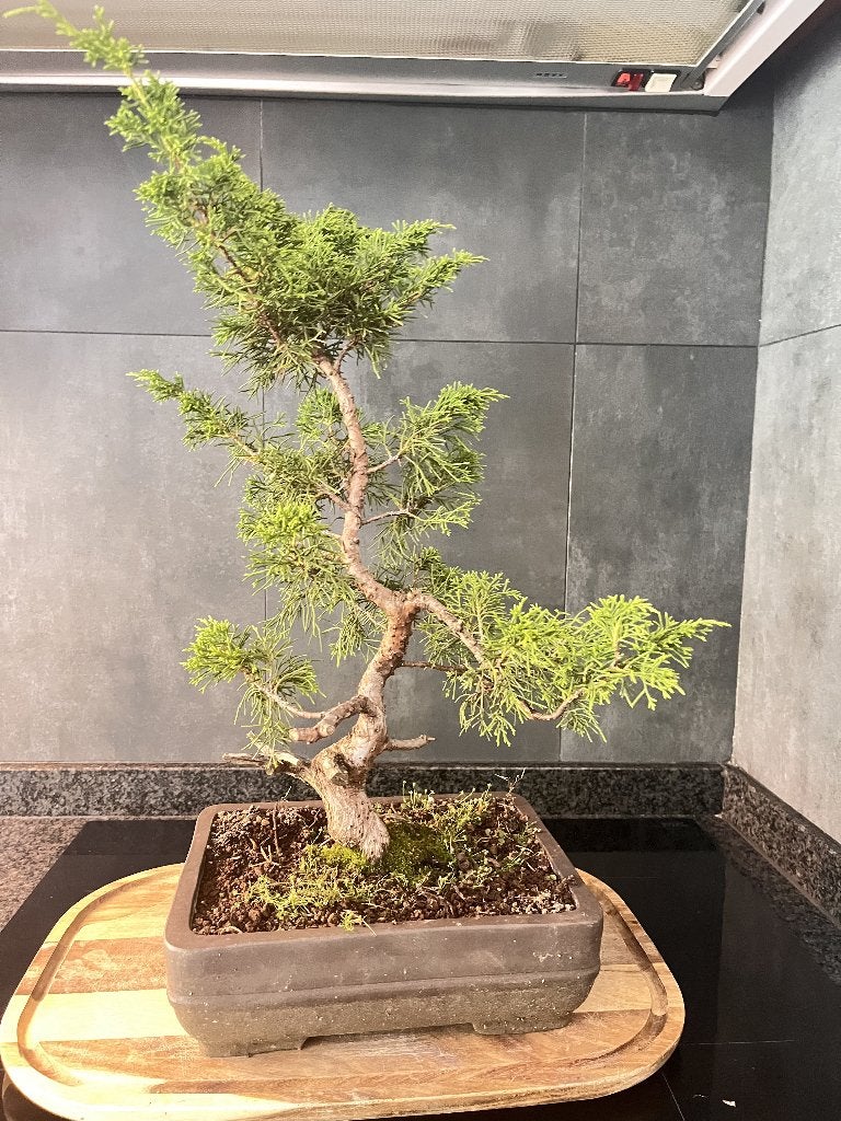 Jeneverbes Itoigawa bonsai, Tuin en Terras, Ophalen, Conifeer, Struik, Minder dan 100 cm