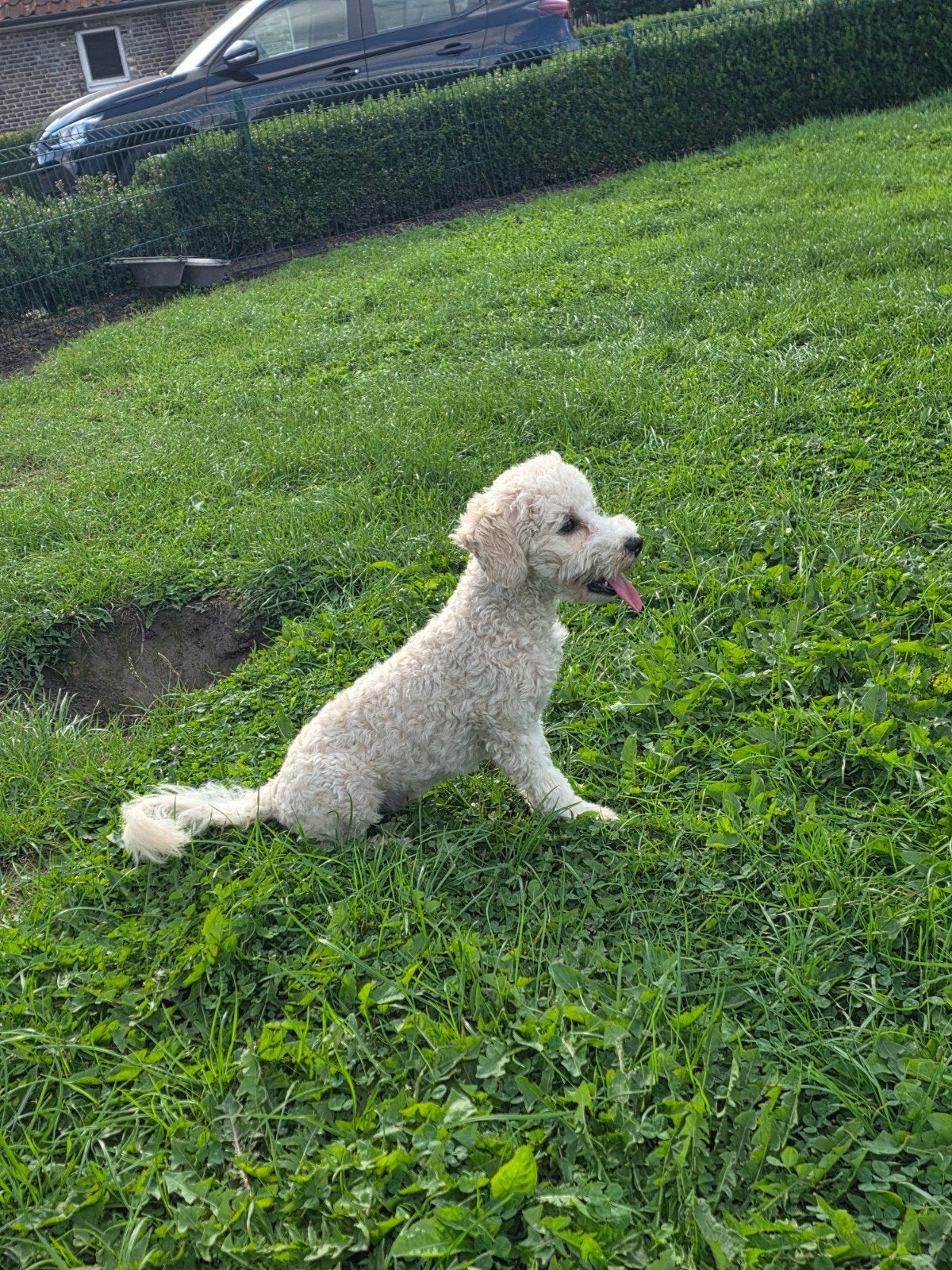 chiot caniche, 15 semaines à 1 an, Chien (mâle), Maladie de Carré (chiens), Autres races