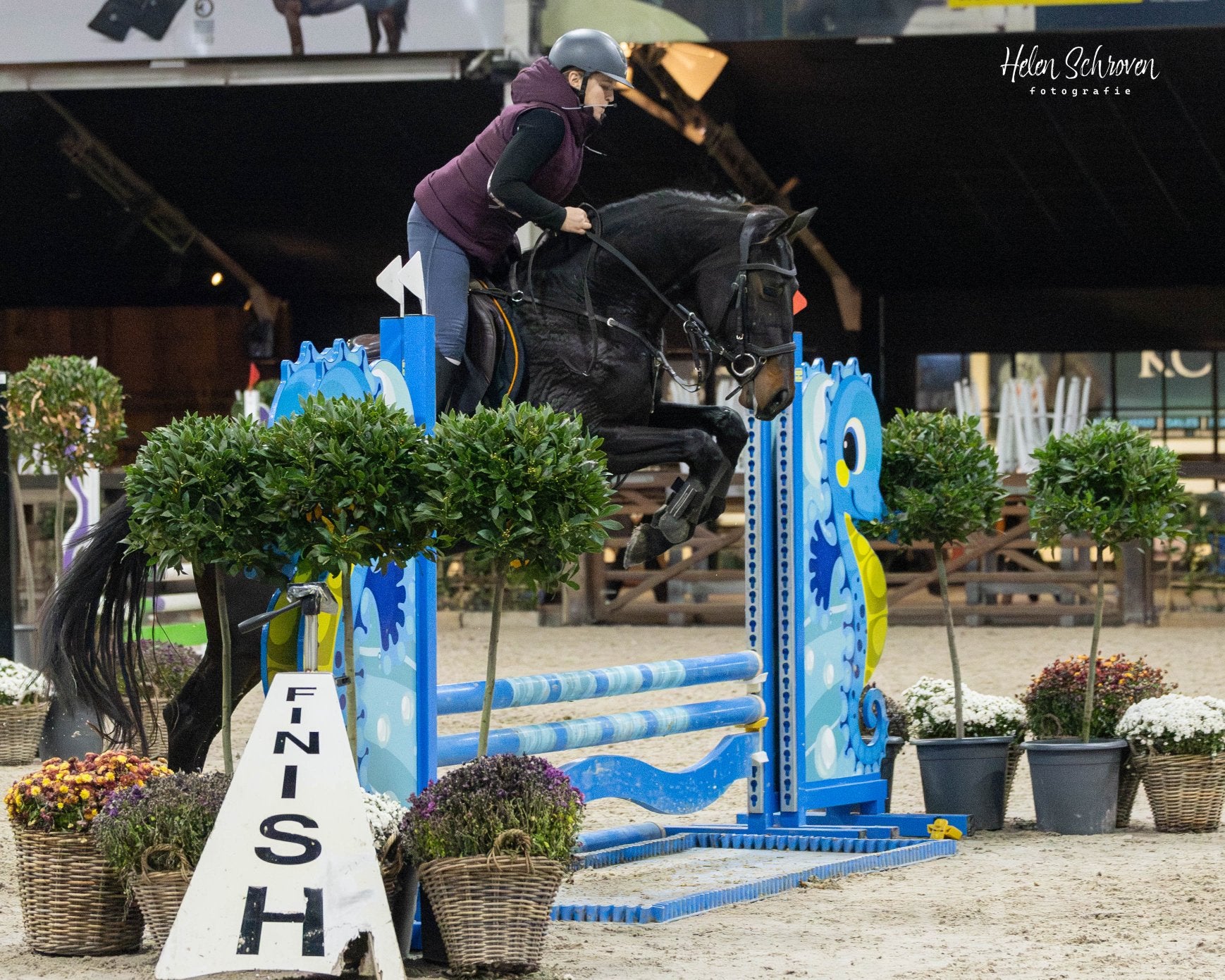 4 jarige merrie van Darwin Z, Dieren en Toebehoren, Merrie, Springpaard, Met stamboom, Zadelmak