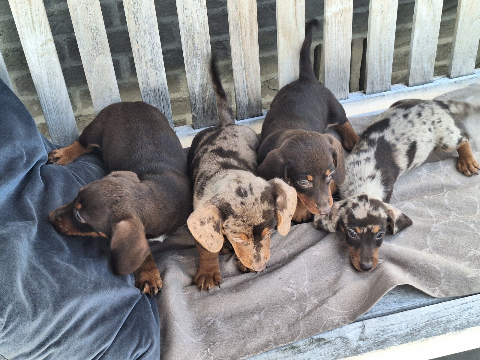 Dwergteckel puppy's, België, CDV (hondenziekte), 8 tot 15 weken, Korthaar
