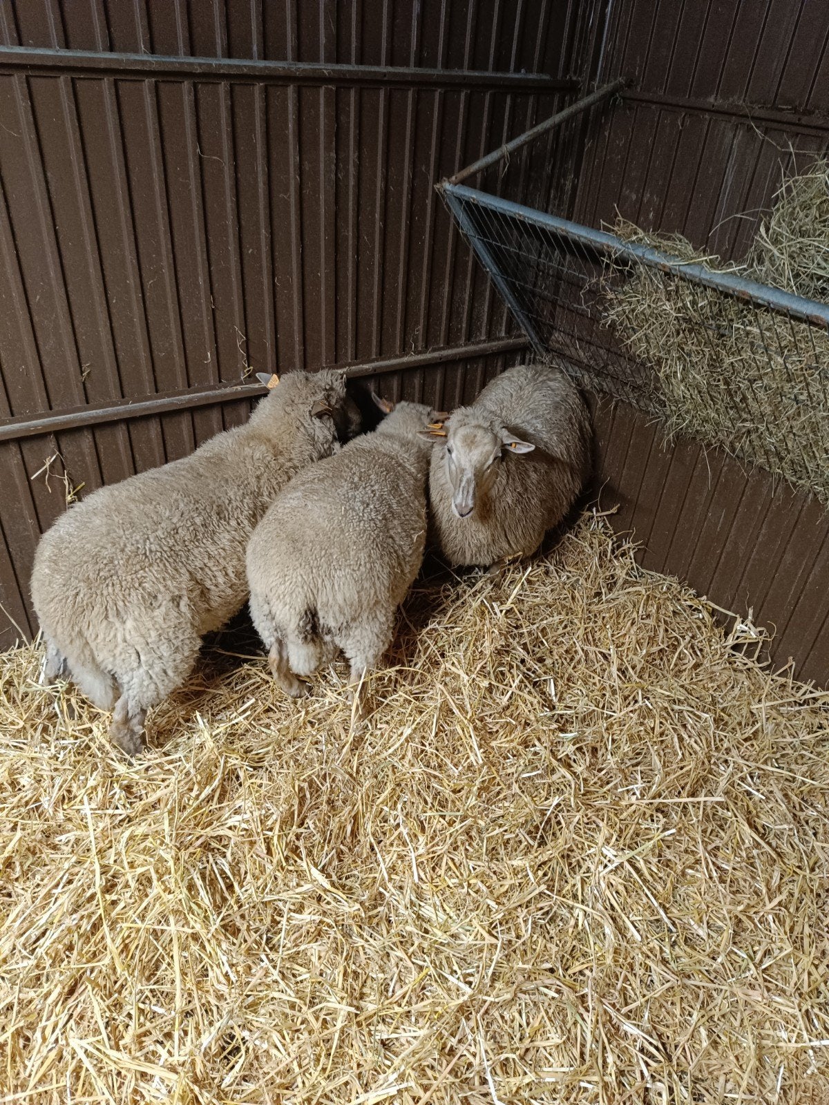 schapen bokken
