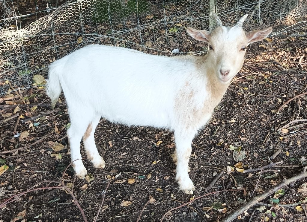 chevrette naine, Plusieurs animaux, Chèvre, 0 à 2 ans