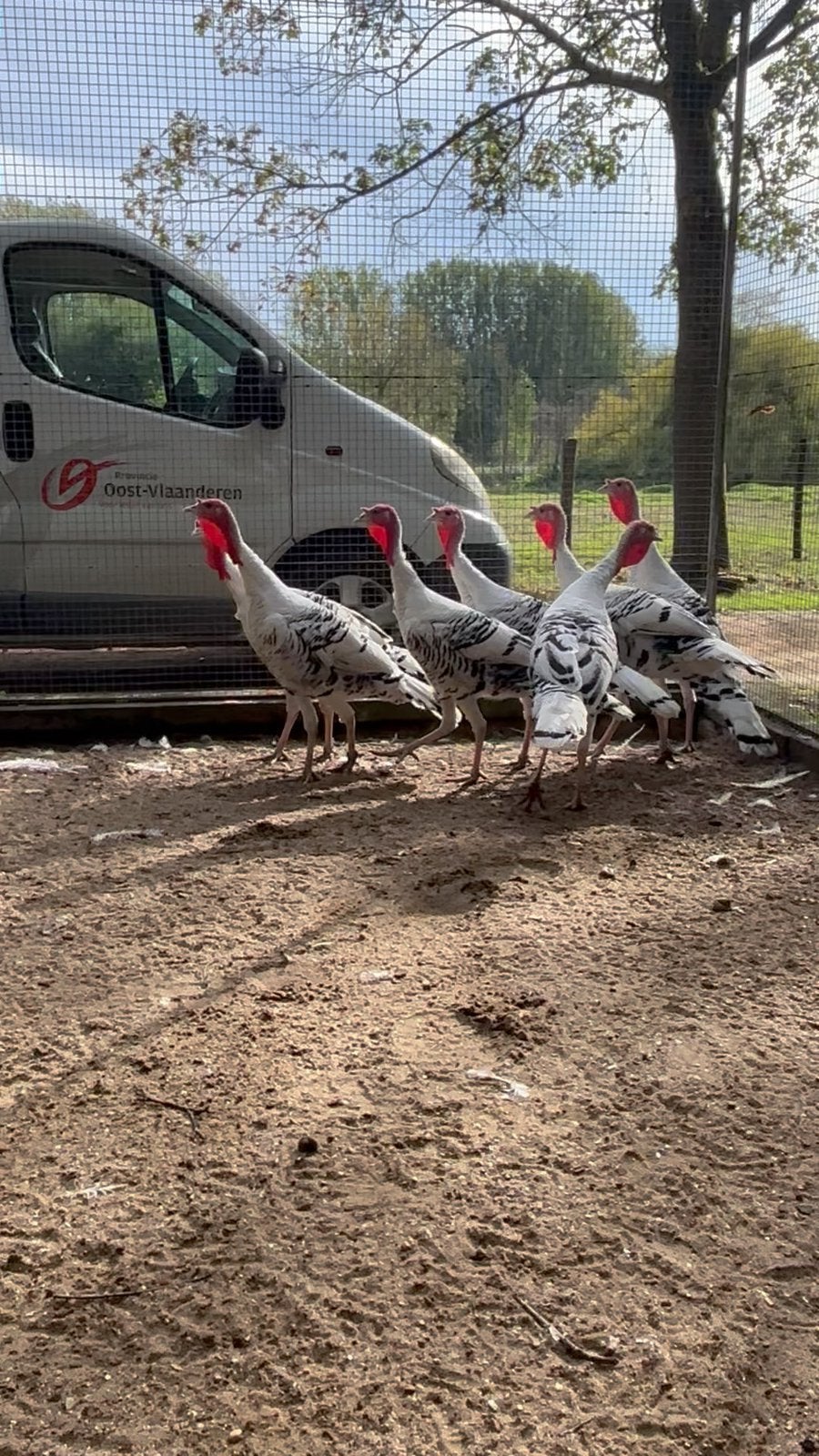 Enkele hanen Kalkoen van Ronquières, Dieren en Toebehoren, Kalkoen