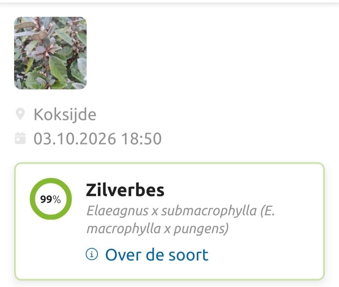 zilverbesstruiken, Ophalen, Haag