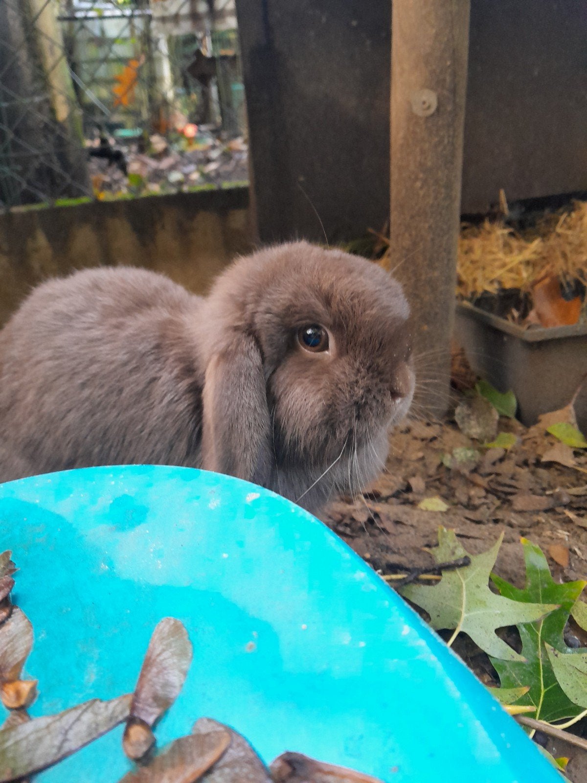 choco minilop voedsters, Dieren en Toebehoren, Vrouwelijk, Dwerg, Hangoor, 0 tot 2 jaar