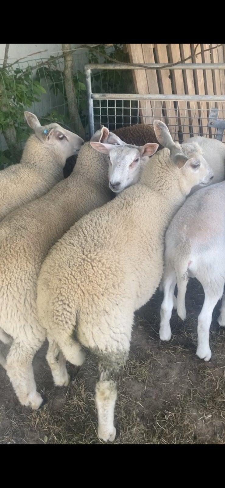 Bokken te koop, Dieren en Toebehoren, Schapen, Geiten en Varkens