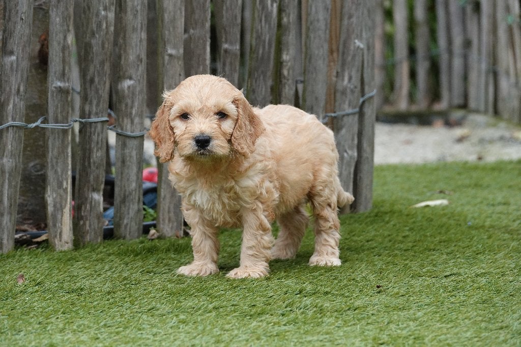 Magnifiques chiots Cockapoo abricot, Maladie de Carré (chiens), Taille moyenne, Plusieurs, Belgique