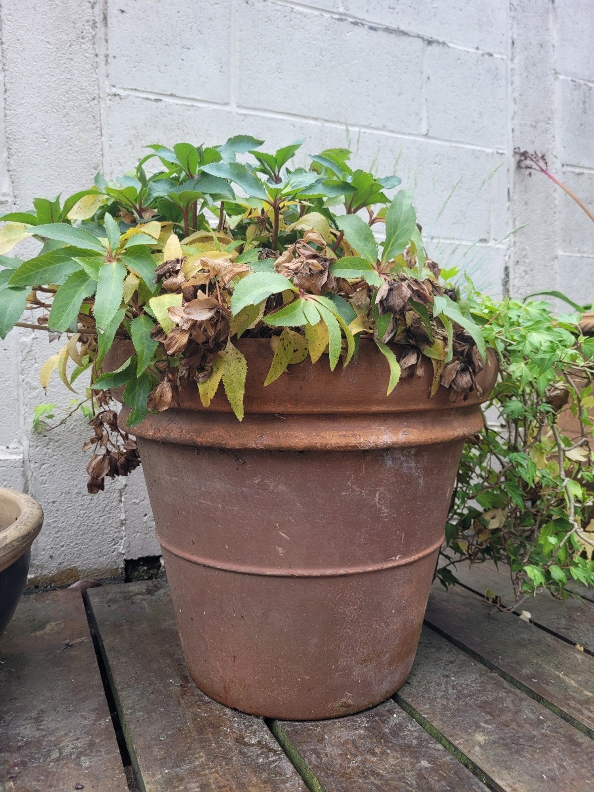 Grote tuinpot met Helleborus (kerstroos) en klimop, Enlèvement, Balcon