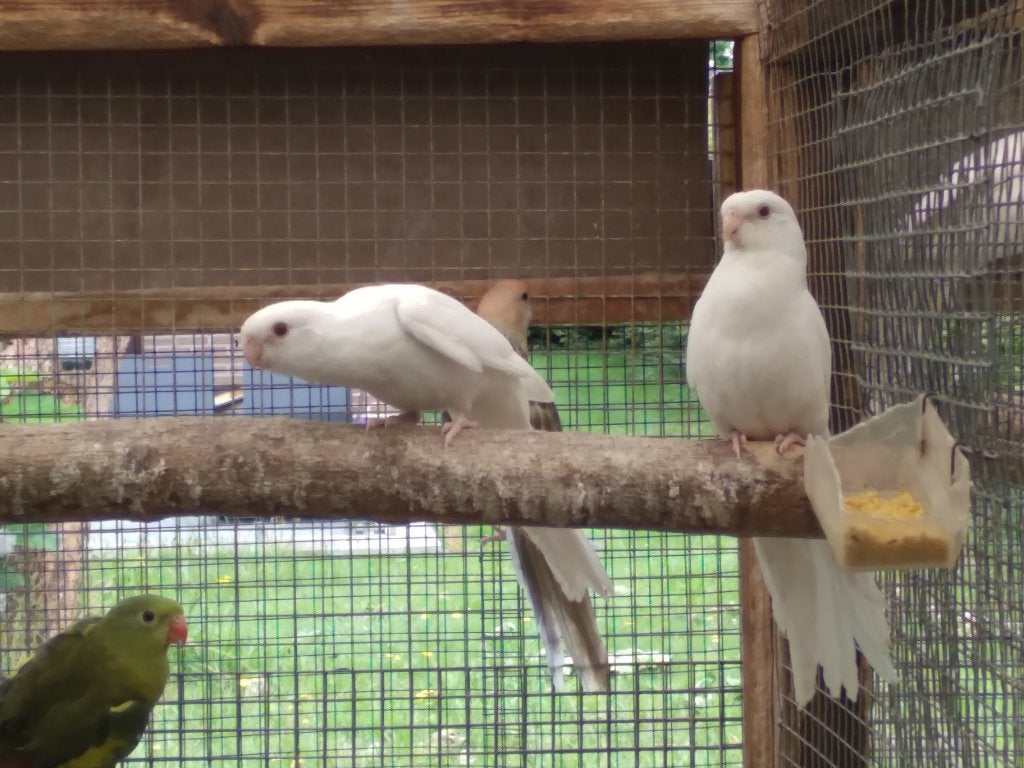 rosella, Animaux & Accessoires, Oiseaux | Perruches & Perroquets, Plusieurs animaux, Perruche, Bagué