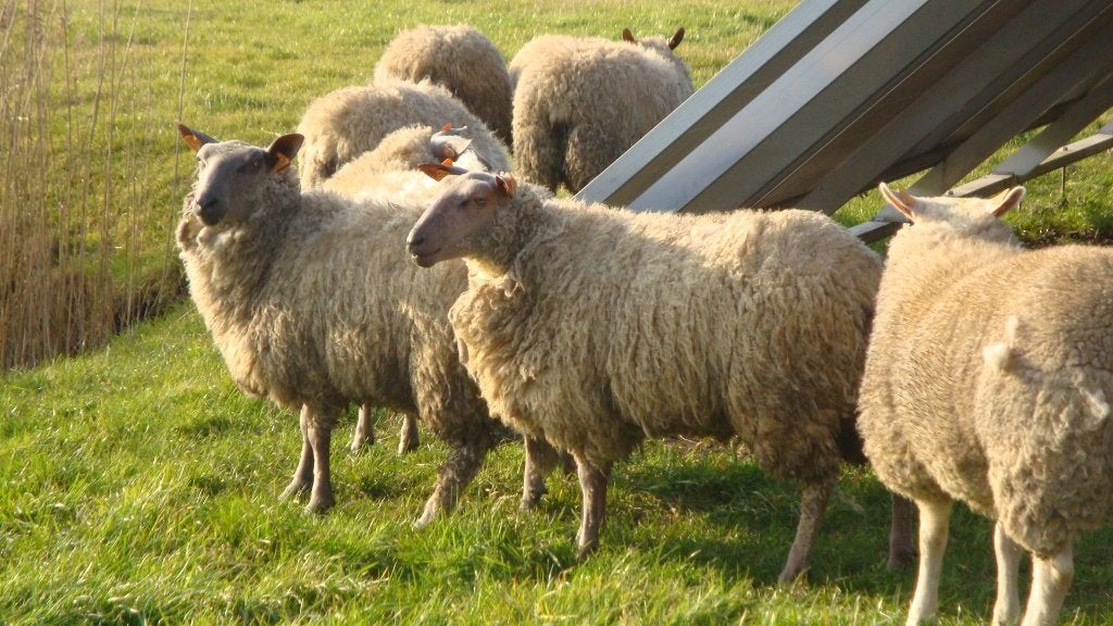 schapen, Dieren en Toebehoren, Vrouwelijk, Schaap