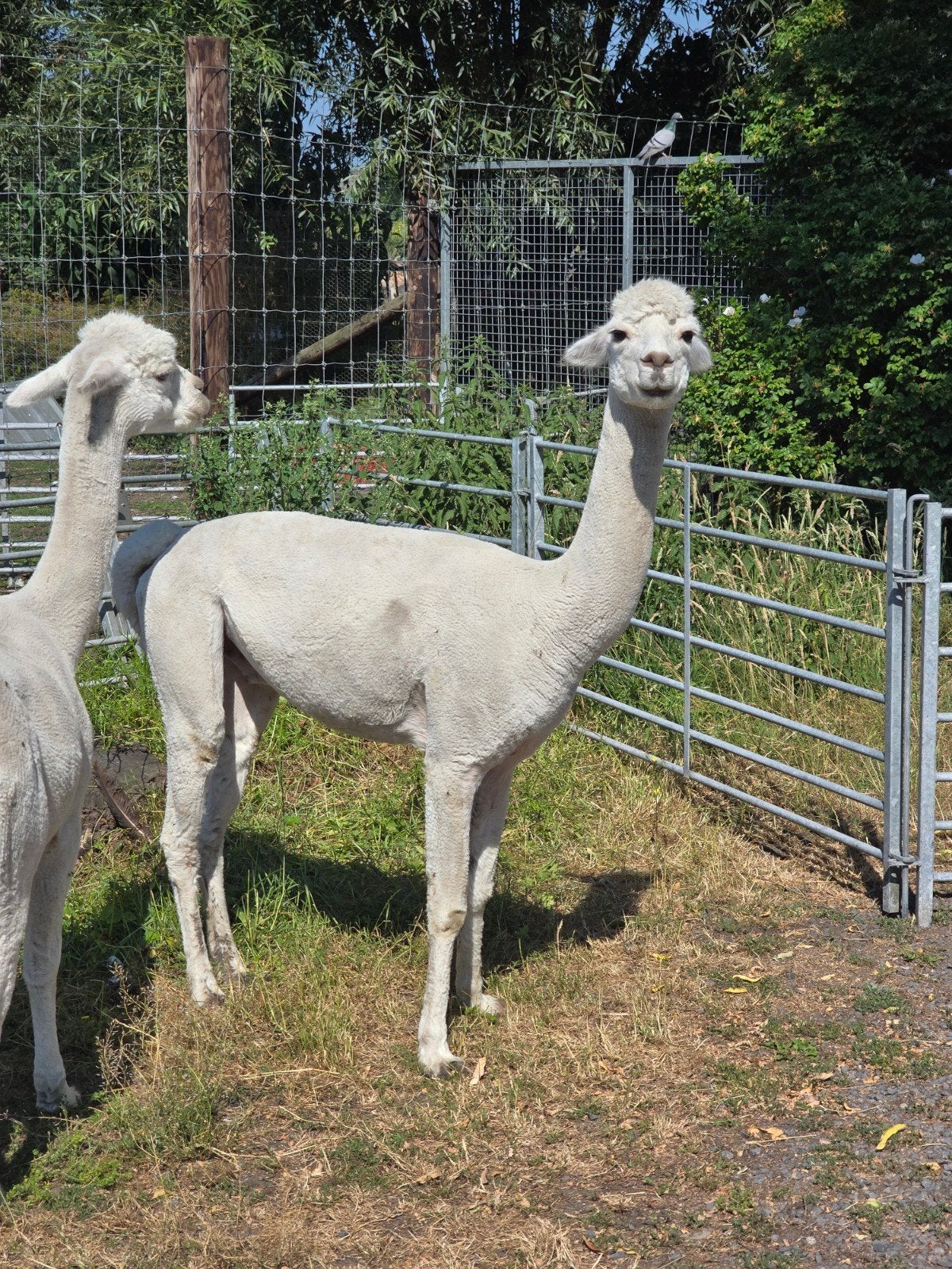 Alpaca s, Dieren en Toebehoren, Overige Dieren, Mei, Meerdere dieren