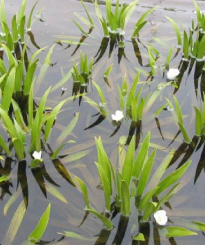 Krabbenscheer (vijverplant), Tuin en Terras, Ophalen of Verzenden