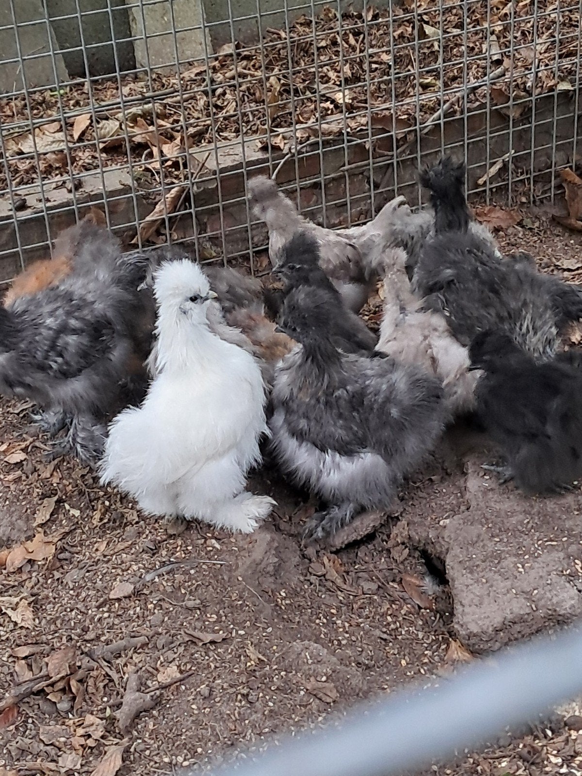 jonge zijdehoentjes, Dieren en Toebehoren