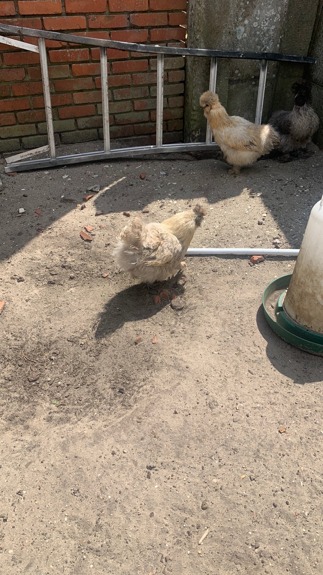 Zijdehoen, Femelle, Poule ou poulet