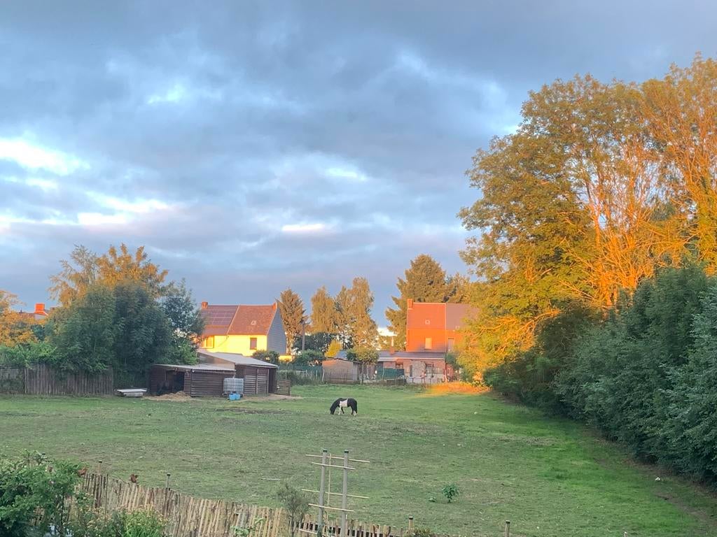 Pâture à louer, 2 ou 3 chevaux ou poneys