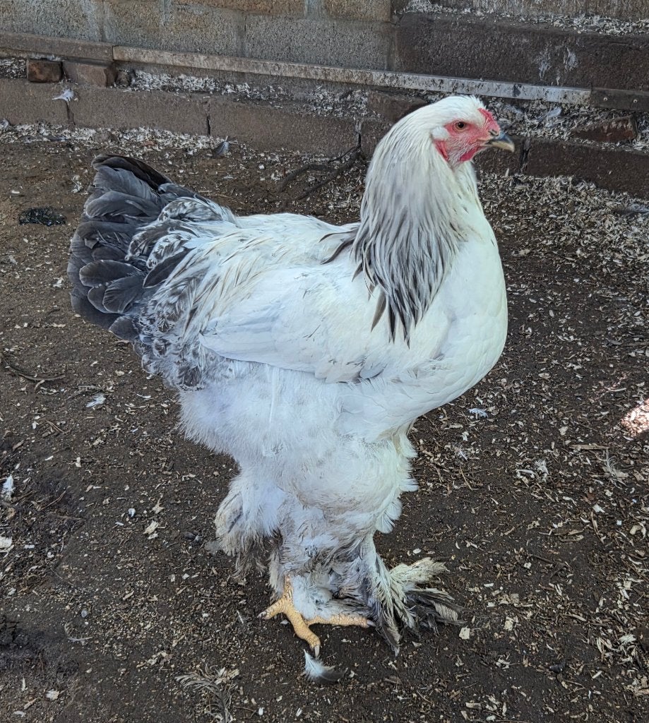 Brahma colombia blauw haantjes, Mannelijk, Kip
