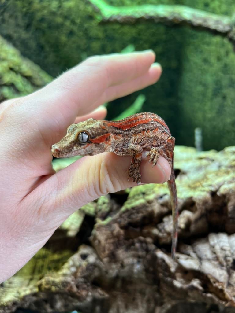 rhacodactylus auriculatus gargoyle gecko NK 2025, Dieren en Toebehoren, Overige soorten, Tam, 0 tot 2 jaar