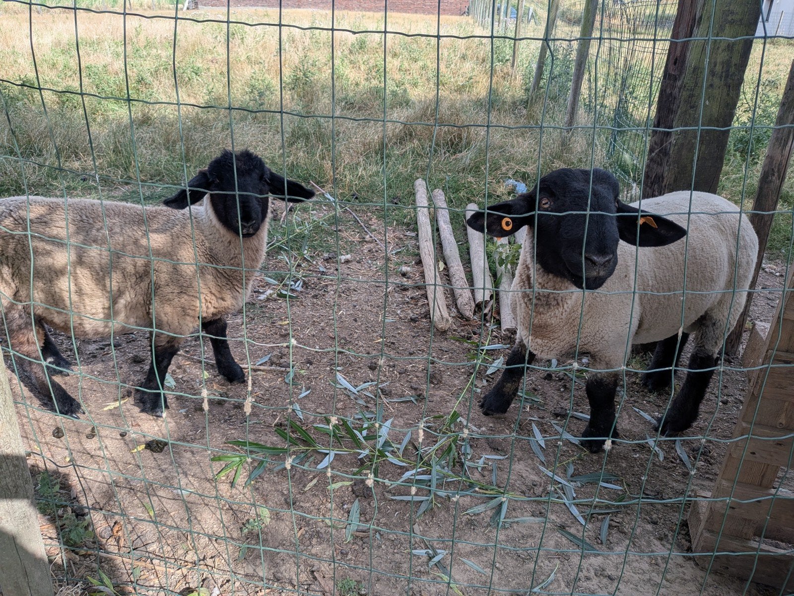Suffolk jaarling ram en ooilam (onverwant), Animaux & Accessoires, Moutons, Chèvres & Cochons