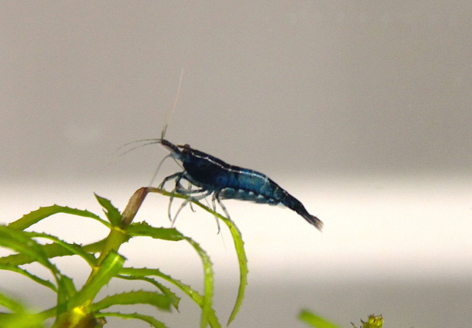 Neocaridina Blue Dream garnalen, Dieren en Toebehoren, Kreeft, Krab of Garnaal
