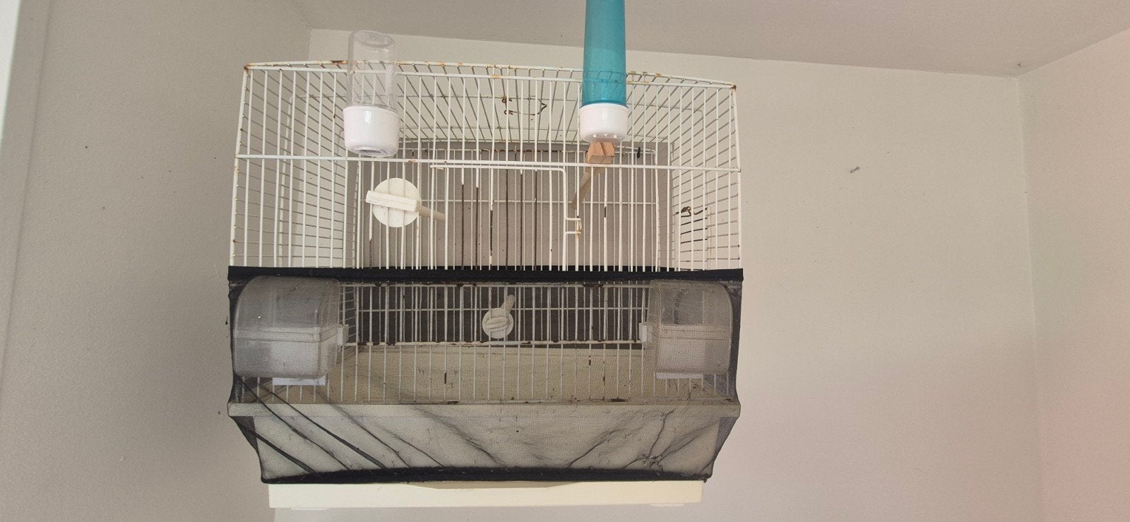 3 kooien te koop, Dieren en Toebehoren