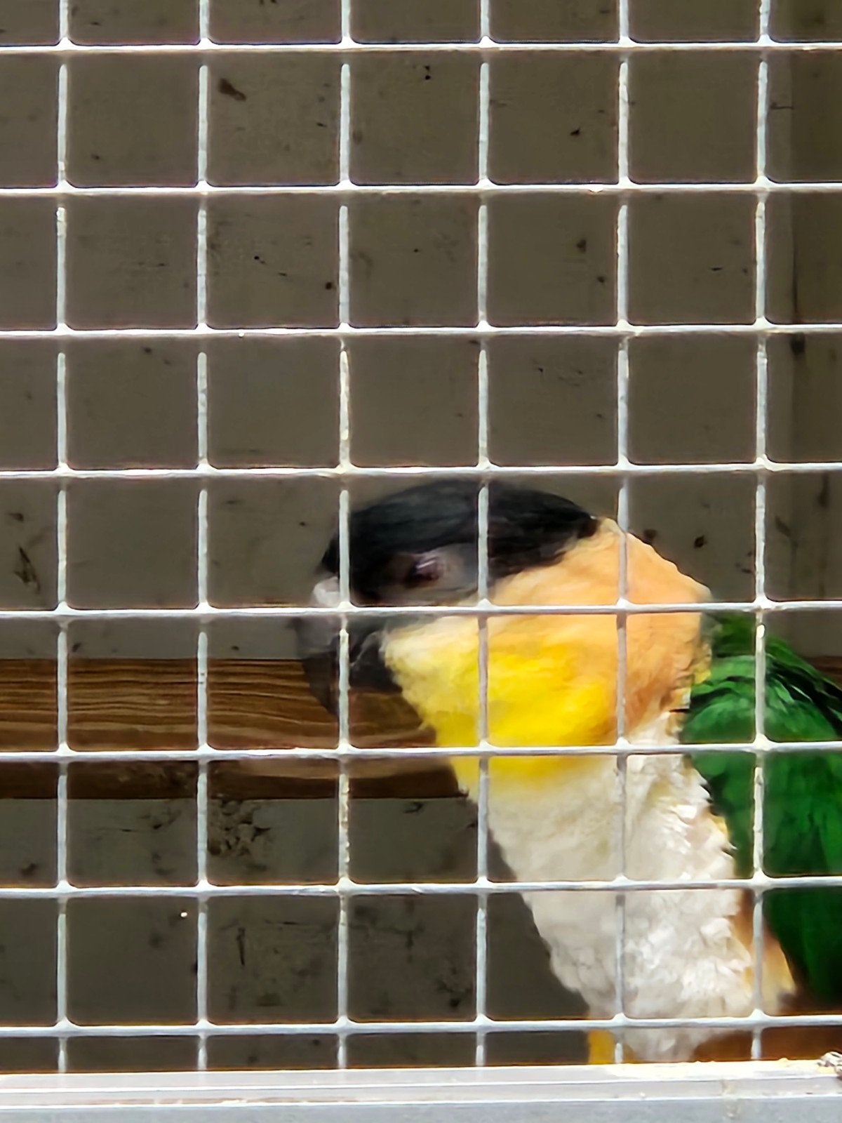 Zwartkopcaique, Dieren en Toebehoren