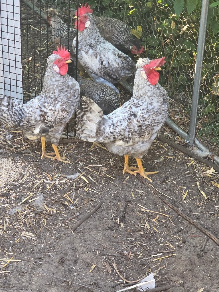 Cream legbar hanen, Mâle, Poule ou poulet