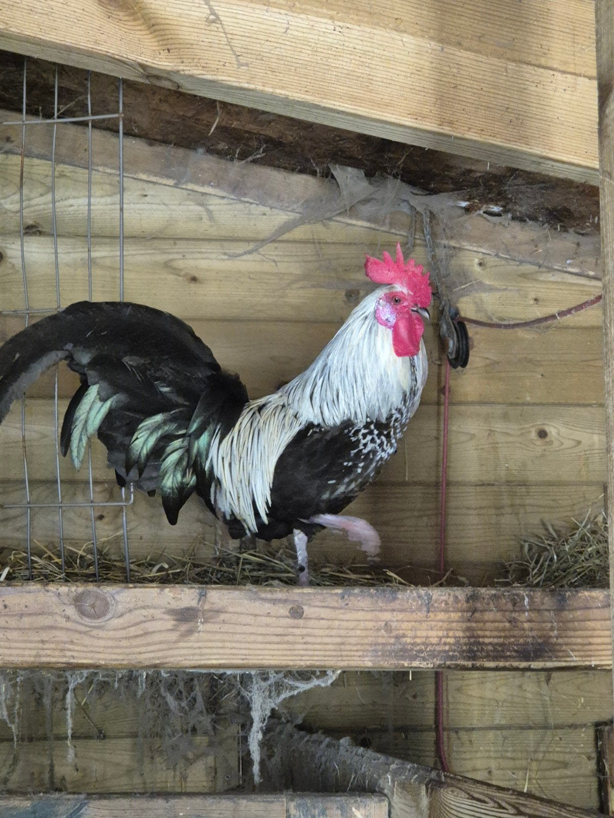 (Kriel) haan, Dieren en Toebehoren, Pluimvee