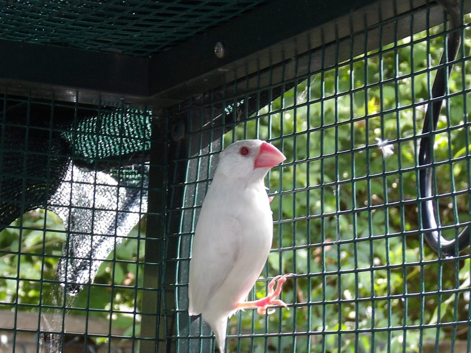Rijstvogel opaal bruin pop 2026, Animaux & Accessoires, Oiseaux | Oiseaux Autre, Femelle, Oiseau tropical, Bagué