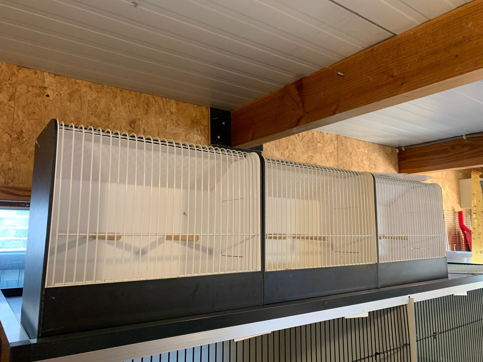 Tentoonstellings kooi kanaries in pvc, Ophalen, Zo goed als nieuw